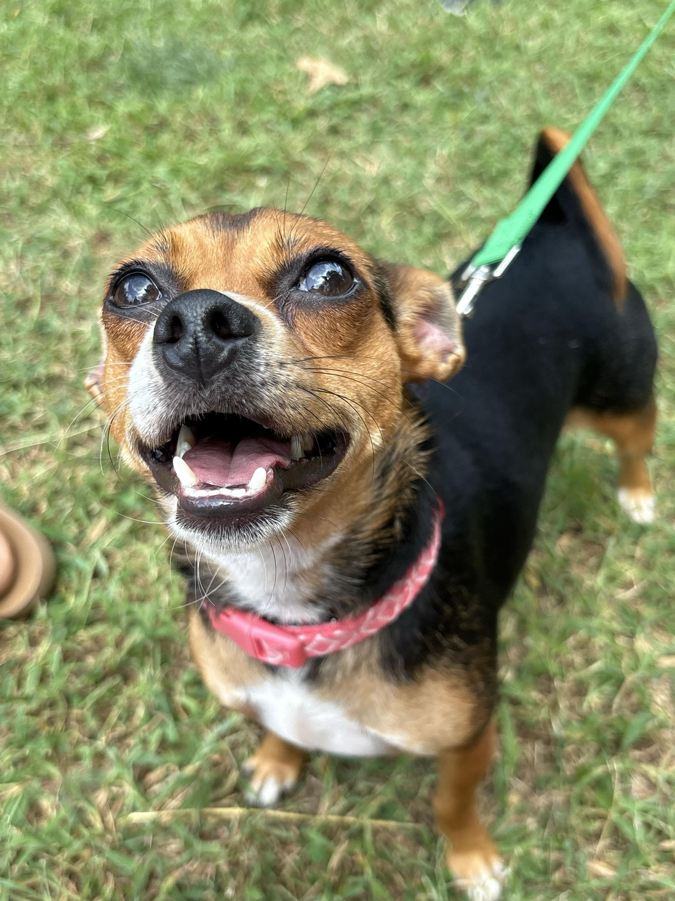 Sassy, a ADOPTABLE mixed breed in Columbia, MD image 2/3
