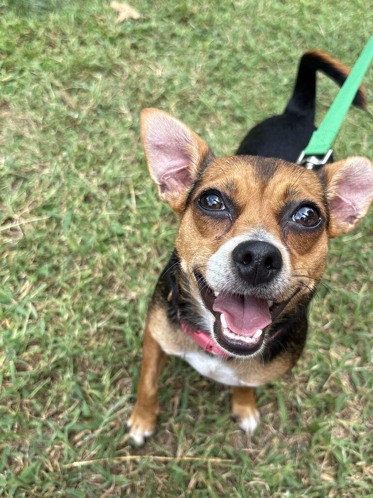 Sassy, a ADOPTABLE mixed breed in Columbia, MD image 3/3