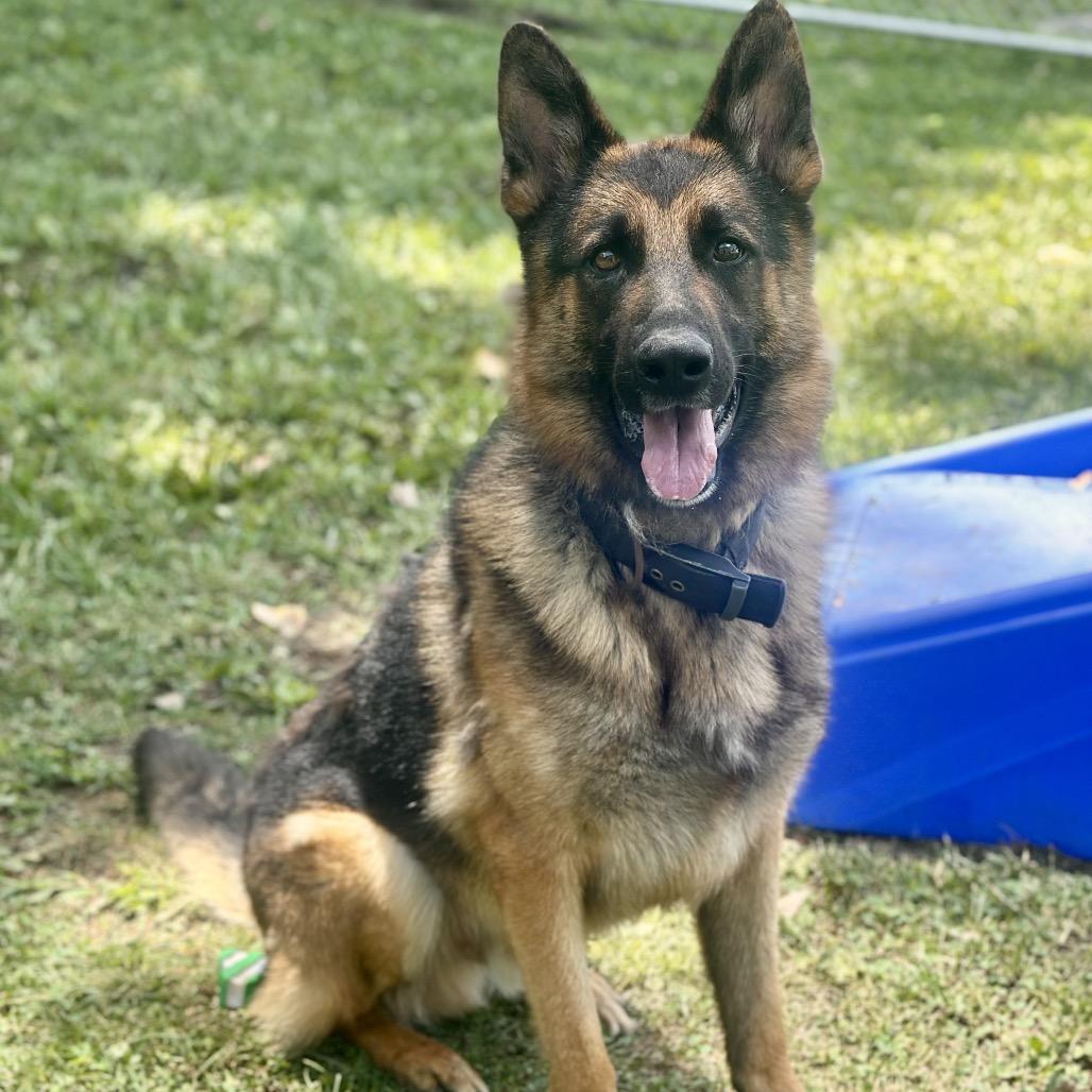 Cease, Adoptable, Adult Male German Shepherd Dog.