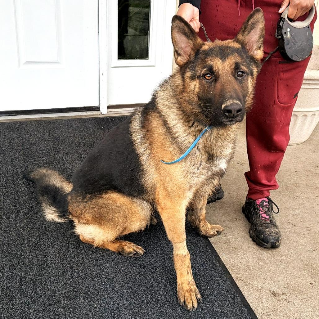 Cease, Adoptable, Adult Male German Shepherd Dog.