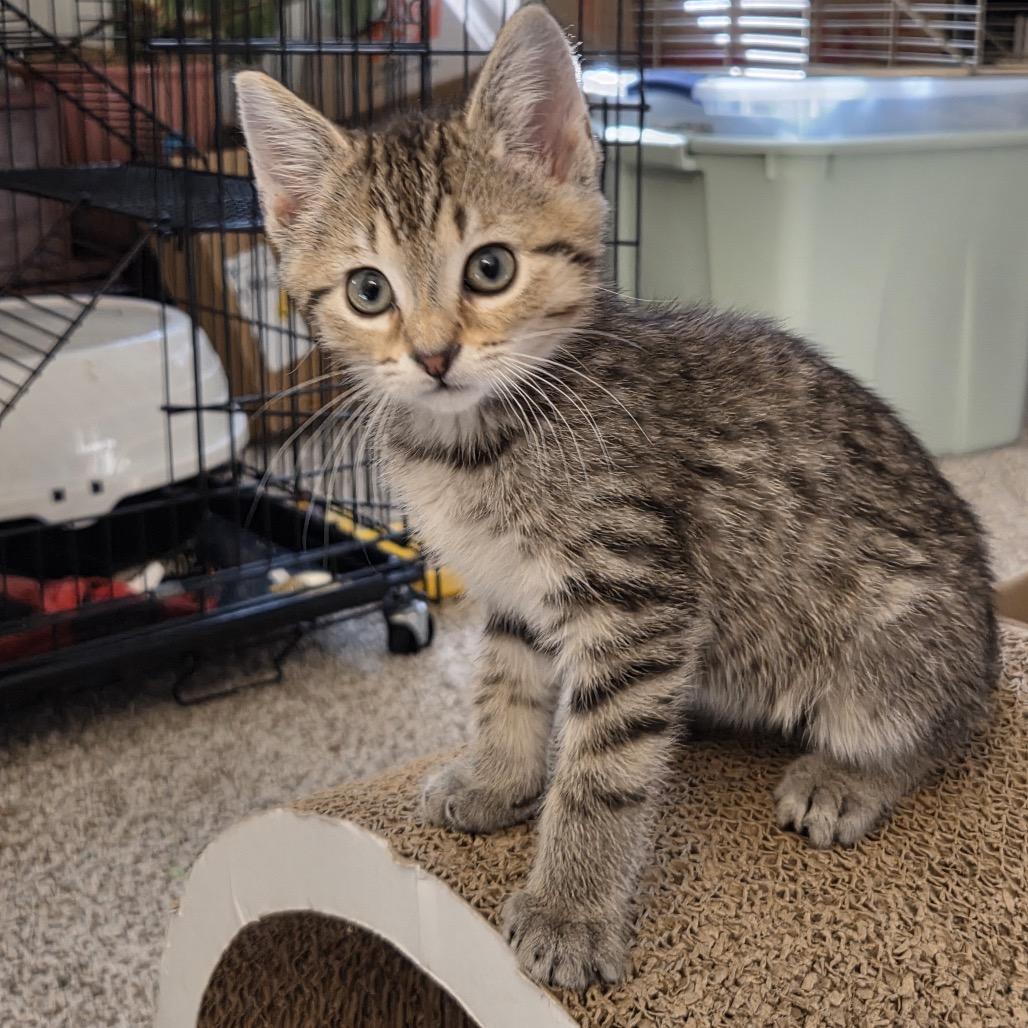 Koala, Adoptable, Kitten Female Domestic Short Hair & Domestic Short Hair.