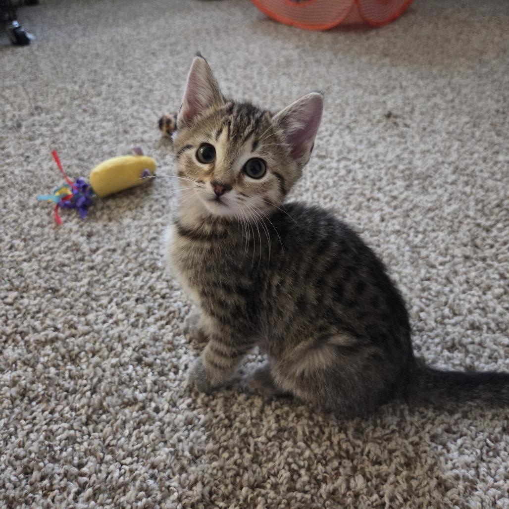 Enlarge Koala, a Adoptable mixed breed in Woodstock, GA image 2/5