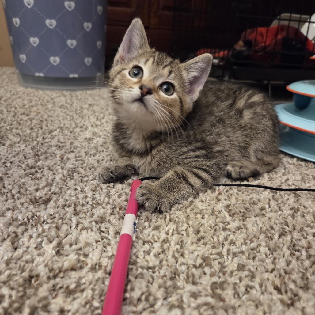 Enlarge Koala, a Adoptable mixed breed in Woodstock, GA image 3/5