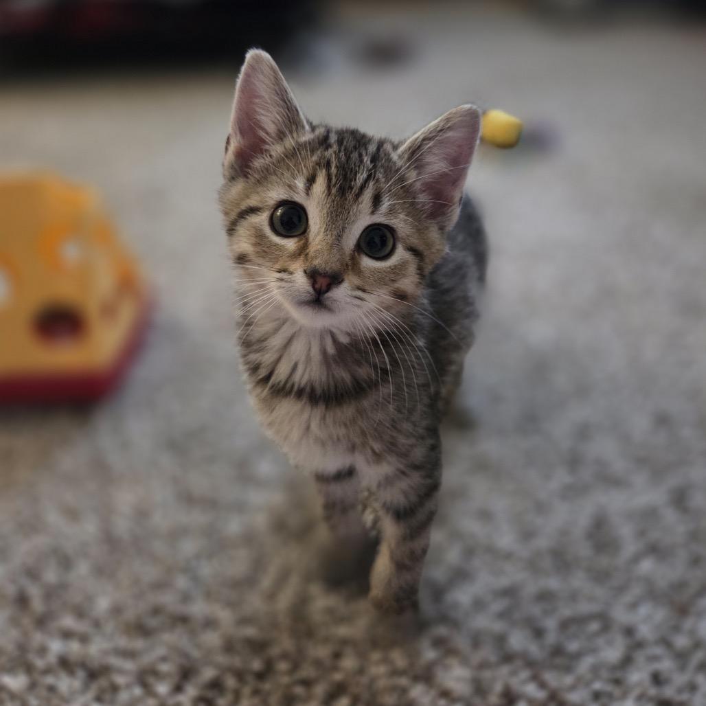 Enlarge Koala, a Adoptable mixed breed in Woodstock, GA image 4/5