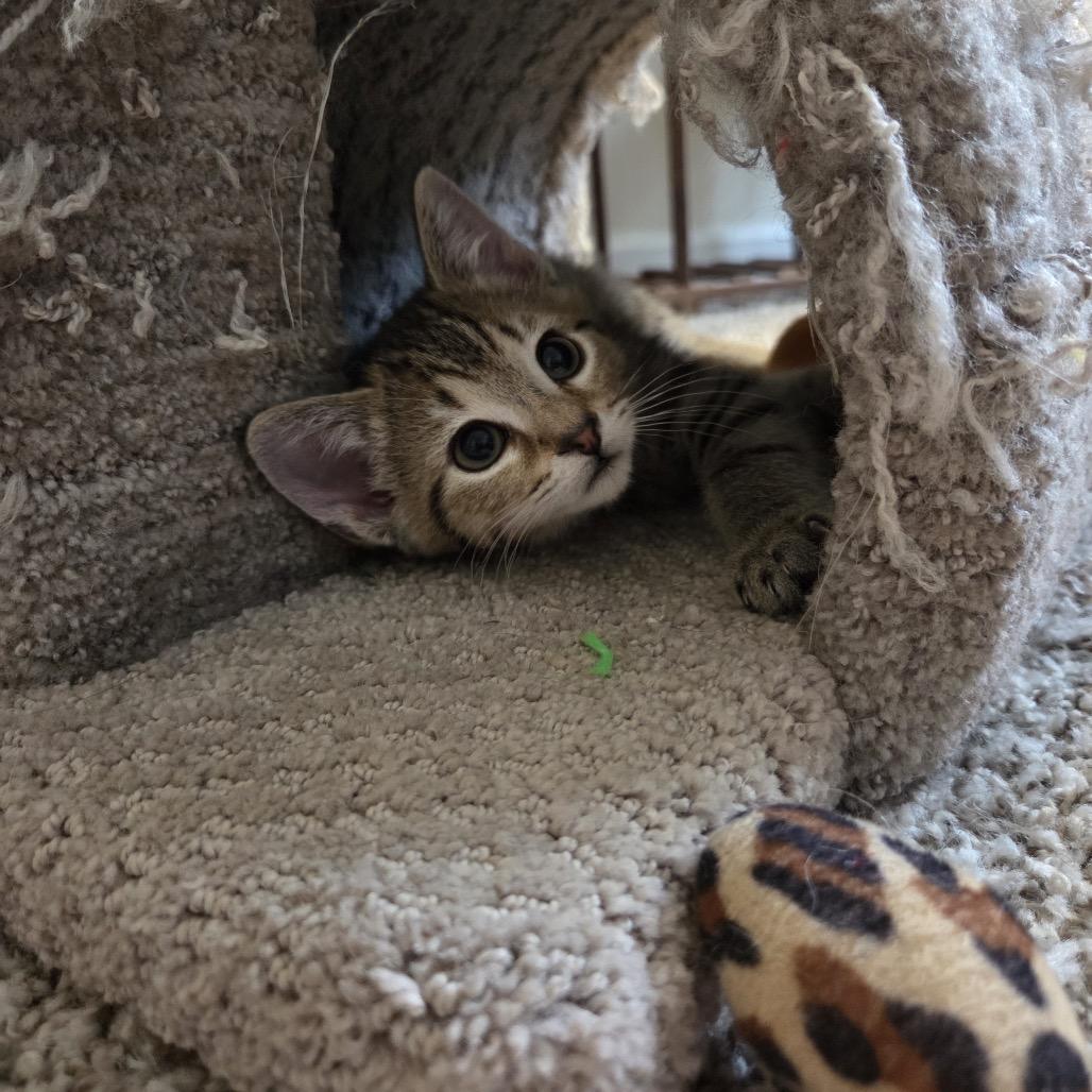 Enlarge Koala, a Adoptable mixed breed in Woodstock, GA image 5/5