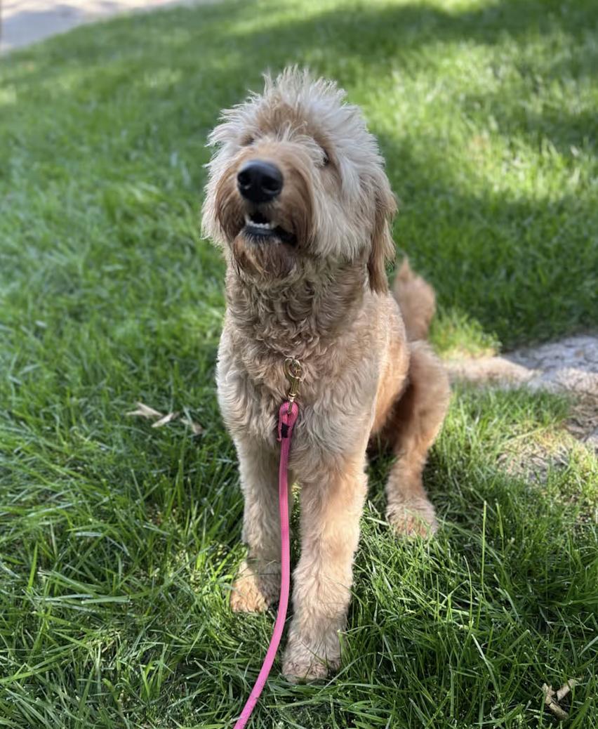 Enlarge Lily, an adopted Goldendoodle in Davis, CA image 1/2