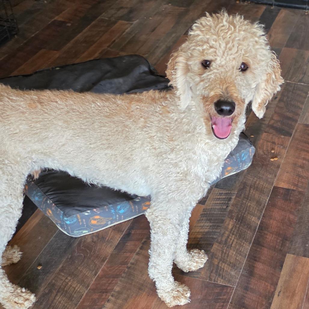 Enlarge Cotton, a Adoptable mixed breed in Goltry, OK image 3/6