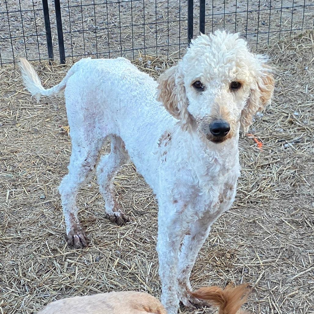 Enlarge Cotton, a Adoptable mixed breed in Goltry, OK image 6/6