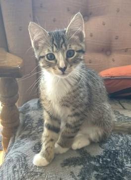 Enlarge Dave, a ADOPTABLE Tabby in Bow, WA image 2/3