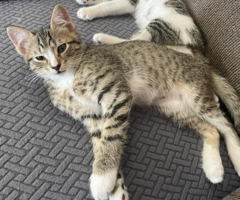 Dave, ADOPTABLE, Kitten Male Tabby.