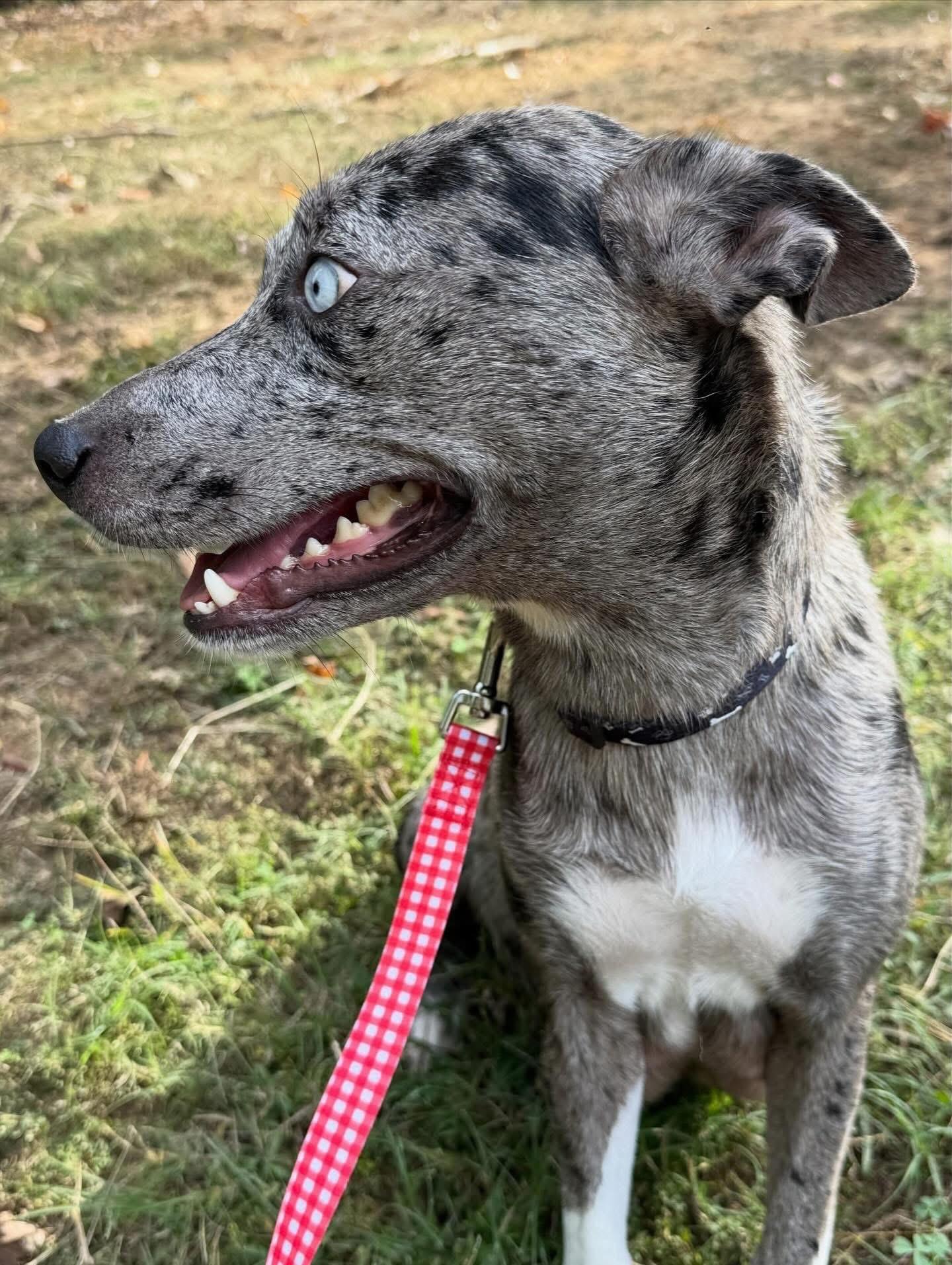 Enlarge Haven, a ADOPTABLE Australian Cattle Dog / Blue Heeler in Hatfield, PA image 4/5