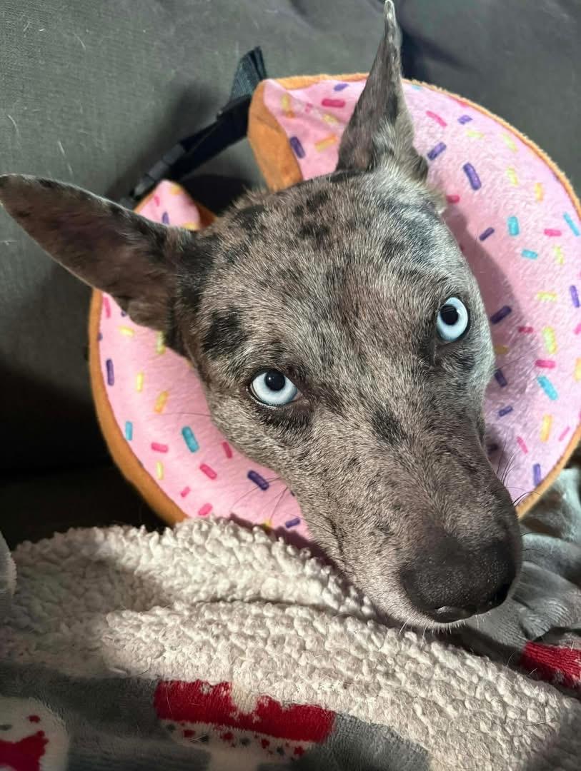 Enlarge Haven, a ADOPTABLE Australian Cattle Dog / Blue Heeler in Hatfield, PA image 2/5
