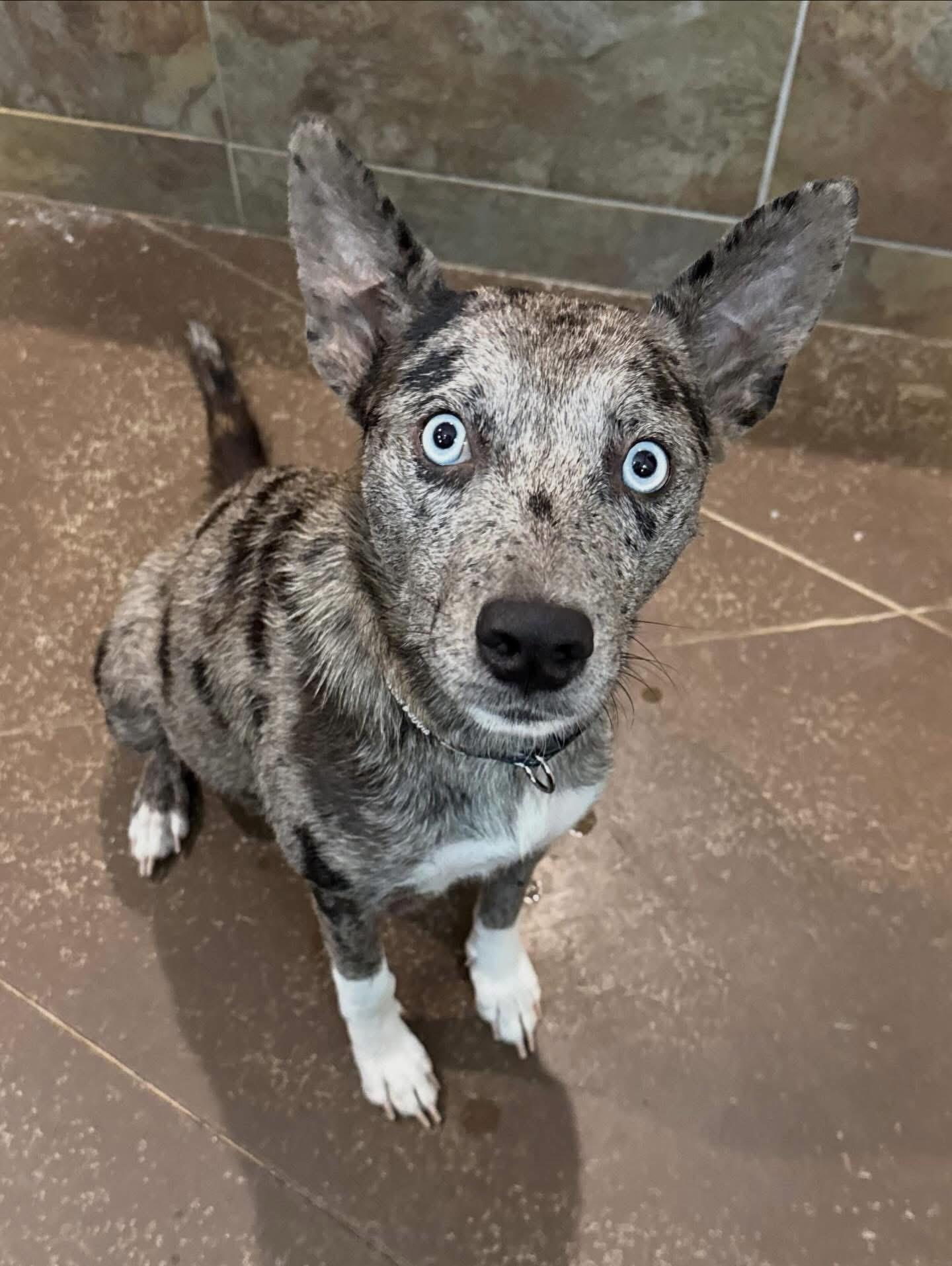 Haven, ADOPTABLE, Adult Female Australian Cattle Dog / Blue Heeler.