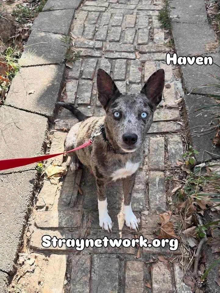 Enlarge Haven, a ADOPTABLE Australian Cattle Dog / Blue Heeler in Hatfield, PA image 3/5