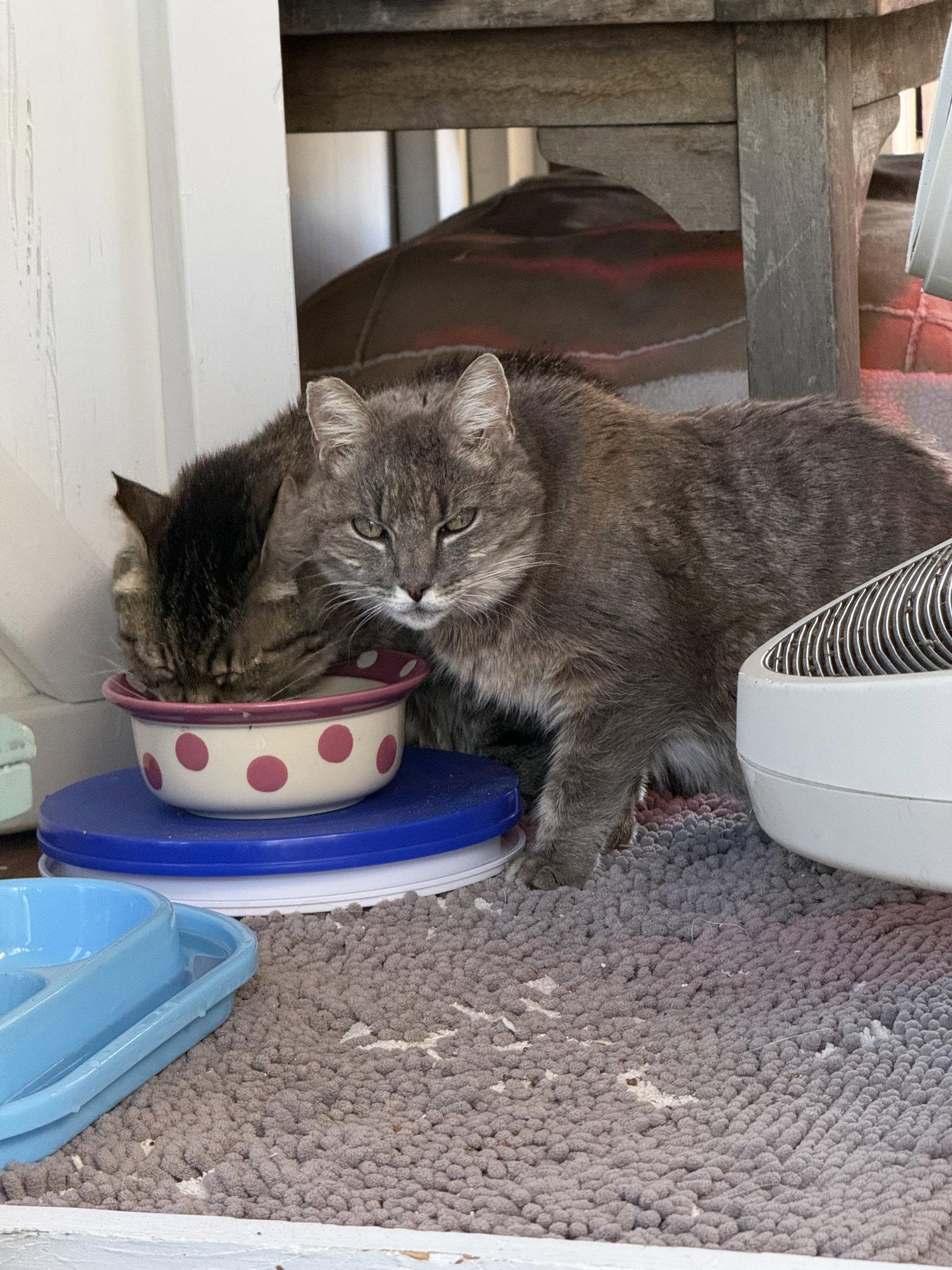 Belle, Adoptable, Senior Female Domestic Medium Hair.
