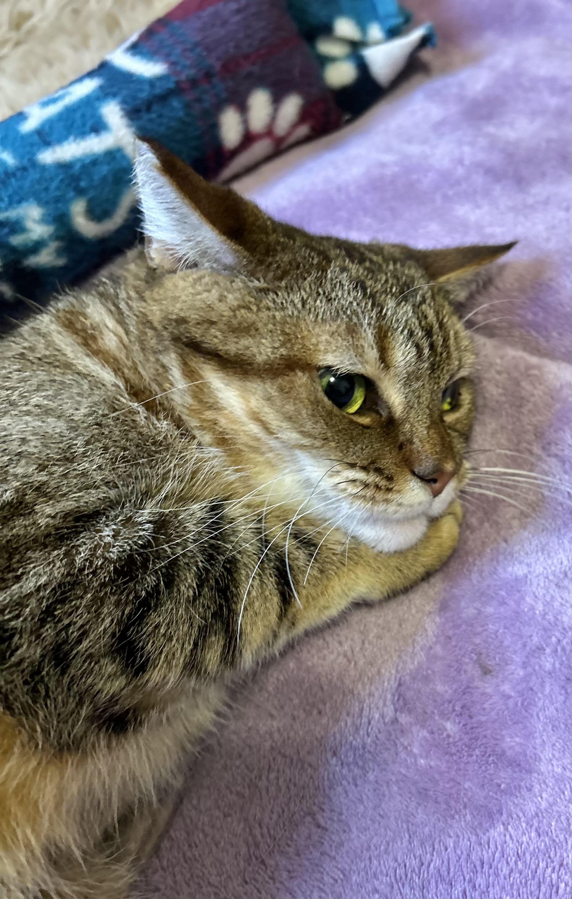 Enlarge Honey (3-legged kitty) WATCH VIDEO!, a ADOPTABLE Domestic Short Hair in Port Orange, FL image 5/6