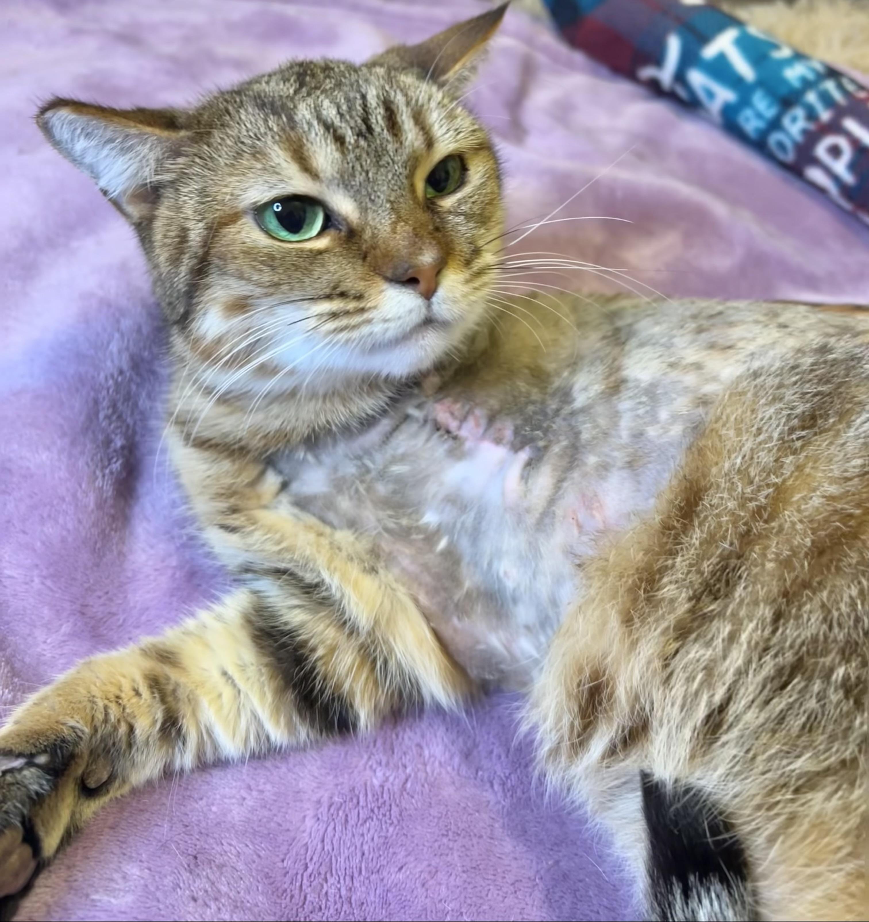 Honey (3-legged kitty) WATCH VIDEO!, ADOPTABLE, Adult Female Domestic Short Hair.