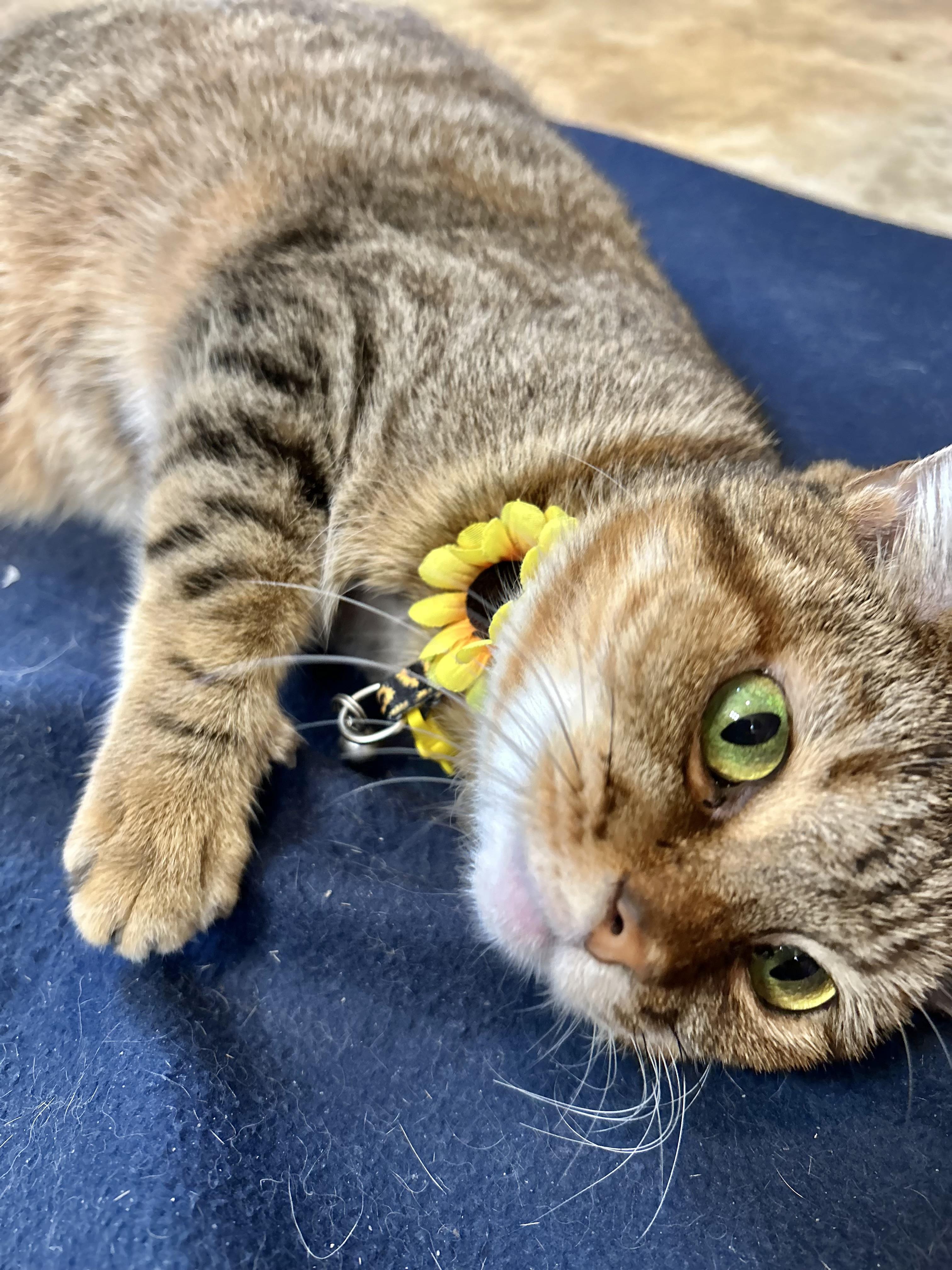 Enlarge Honey (3-legged kitty) WATCH VIDEO!, a ADOPTABLE Domestic Short Hair in Port Orange, FL image 6/6