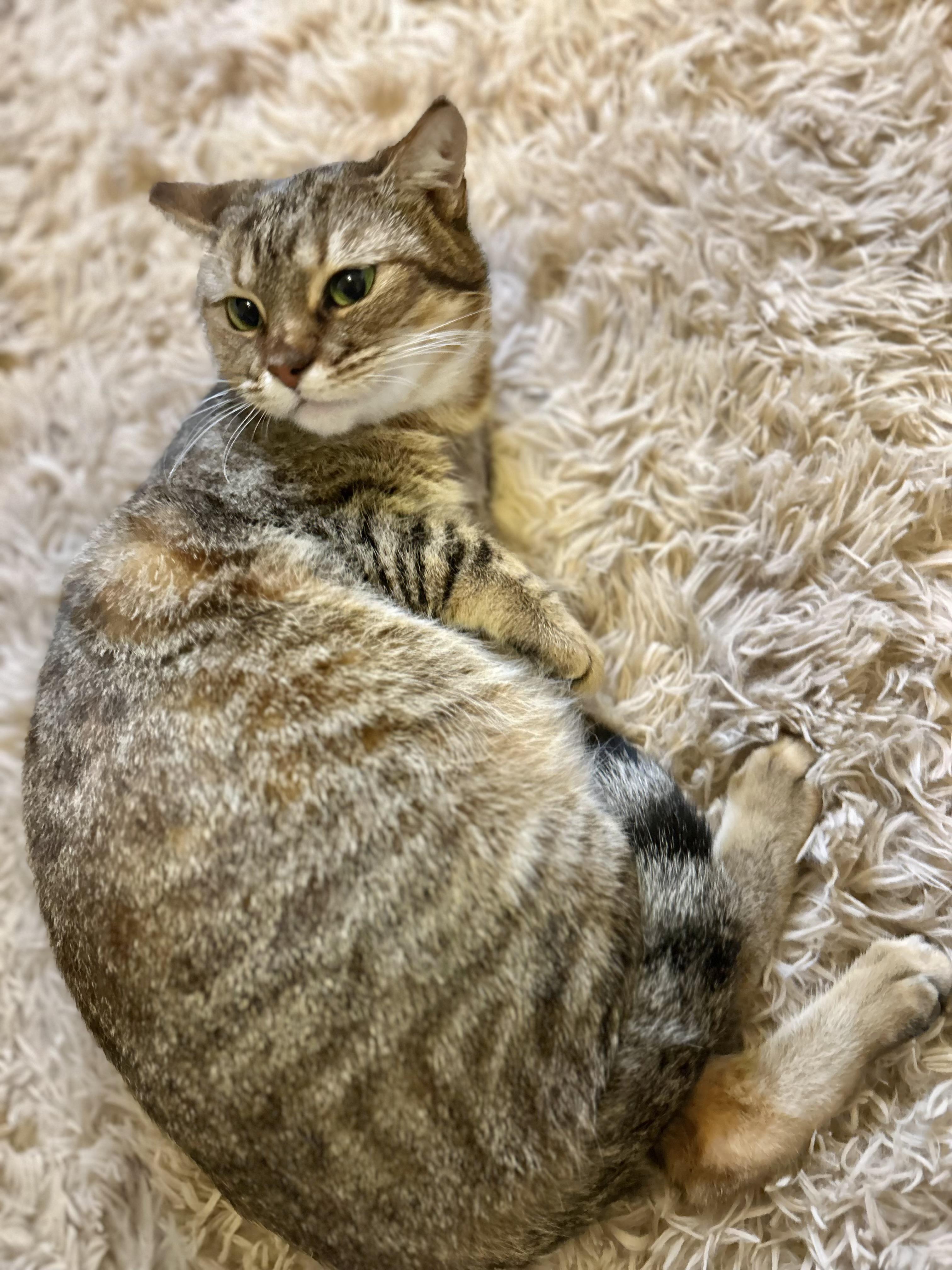 Enlarge Honey (3-legged kitty) WATCH VIDEO!, a ADOPTABLE Domestic Short Hair in Port Orange, FL image 3/6