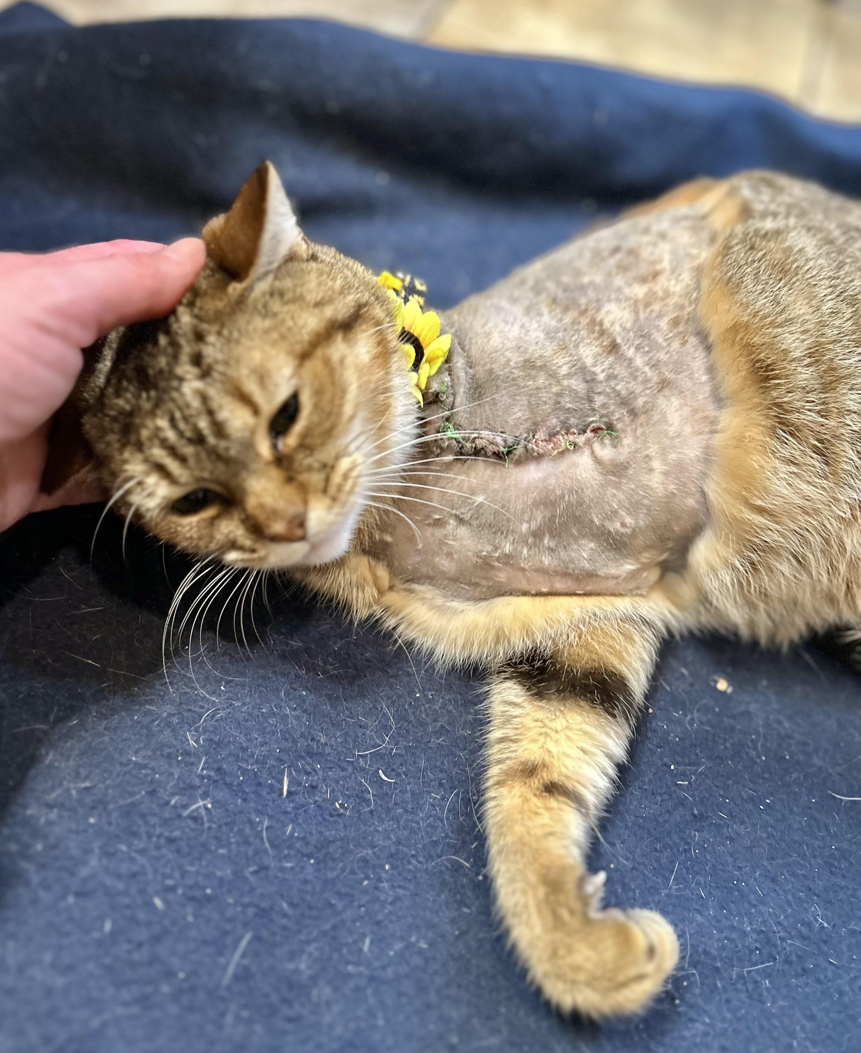 Enlarge Honey (3-legged kitty) WATCH VIDEO!, a ADOPTABLE Domestic Short Hair in Port Orange, FL image 4/6