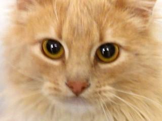 McKenzie, an adopted mixed breed in Anaconda, MT image 2/6