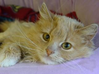 McKenzie, an adopted mixed breed in Anaconda, MT image 4/6