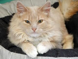 McKenzie, an adopted mixed breed in Anaconda, MT image 1/6