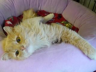 McKenzie, an adopted mixed breed in Anaconda, MT image 5/6