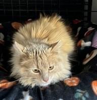 McKenzie, an adopted mixed breed in Anaconda, MT image 6/6