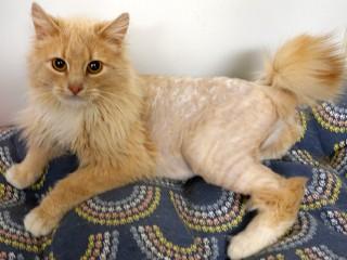 McKenzie, an adopted mixed breed in Anaconda, MT image 3/6