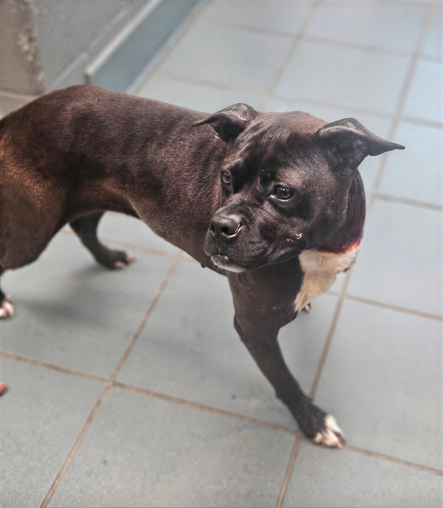 Chapstick, a ADOPTABLE Mixed Breed in Nashville, TN image 2/2