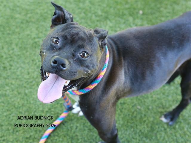 Chapstick, ADOPTABLE, Adult Female Mixed Breed.