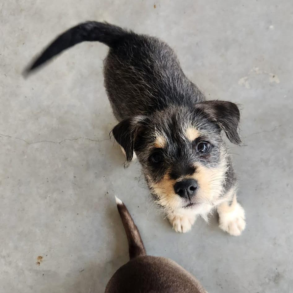 Briar  Missouri thumbnail 2