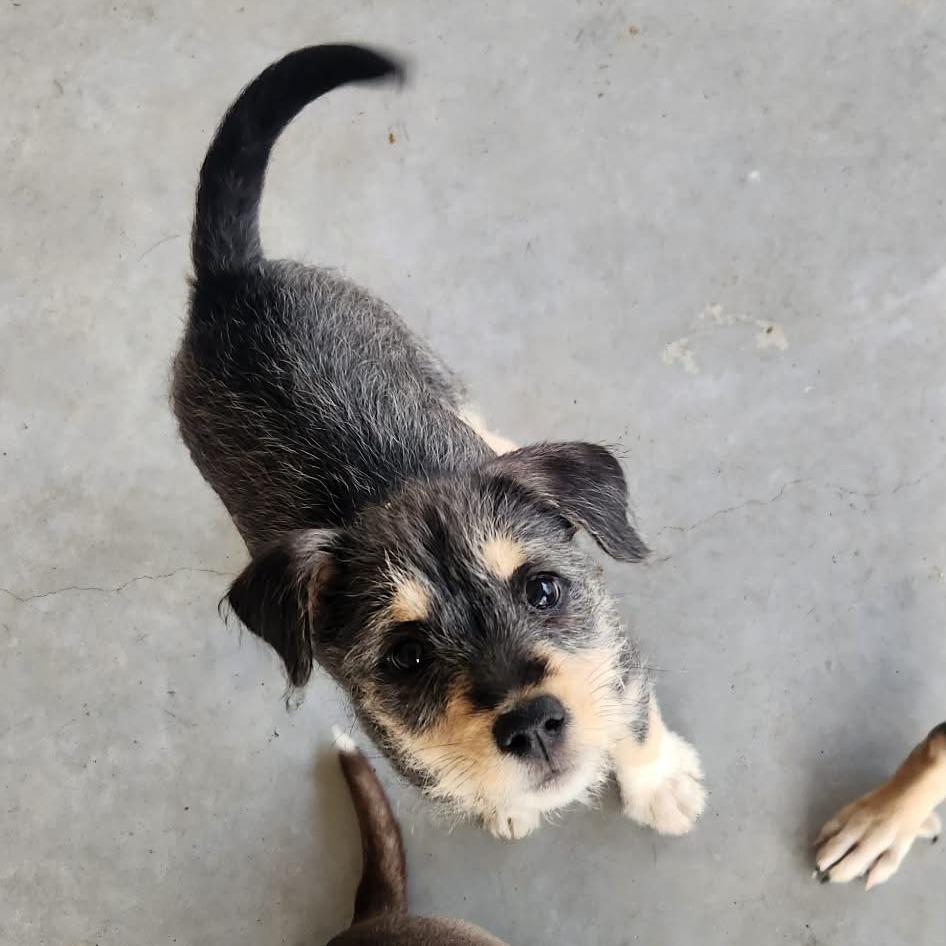 Briar  Missouri thumbnail 3