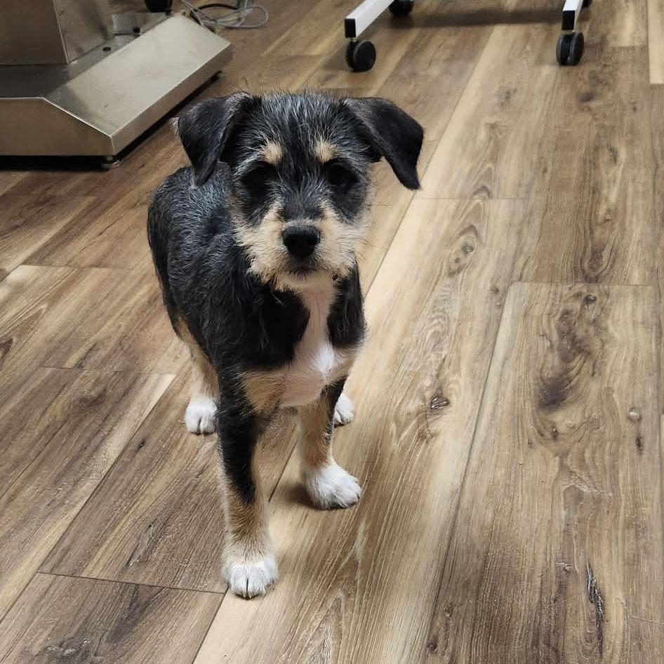 Briar  Missouri thumbnail 4