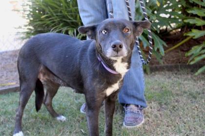 Duckie, Adoptable, Adult Female Siberian Husky & Mixed Breed.