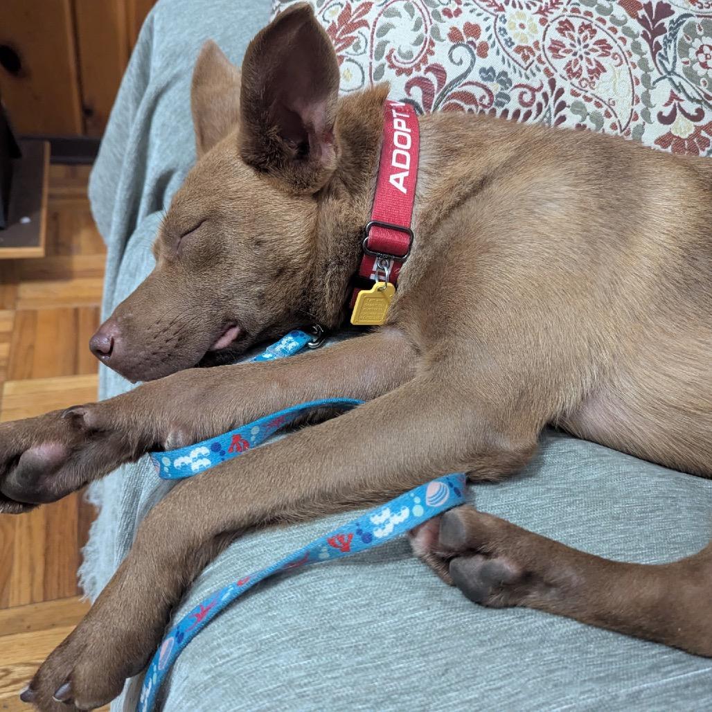 Enlarge Hazel, a Adoptable mixed breed in Avon, OH image 1/5