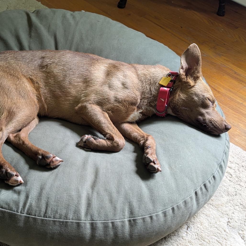 Enlarge Hazel, a Adoptable mixed breed in Avon, OH image 2/5