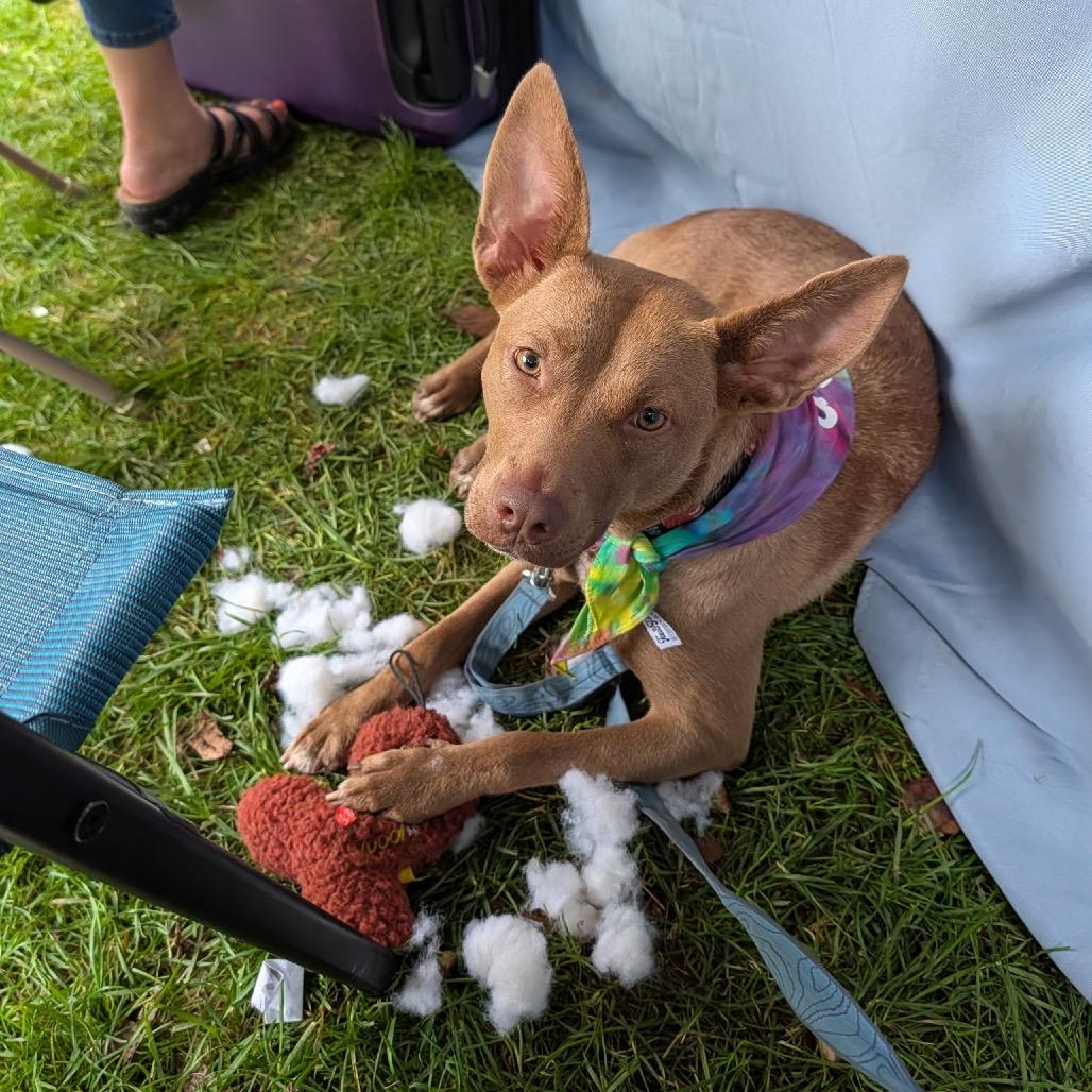 Enlarge Hazel, a Adoptable mixed breed in Avon, OH image 3/5