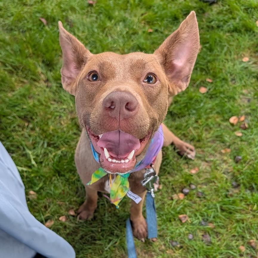 Enlarge Hazel, a Adoptable mixed breed in Avon, OH image 3/5