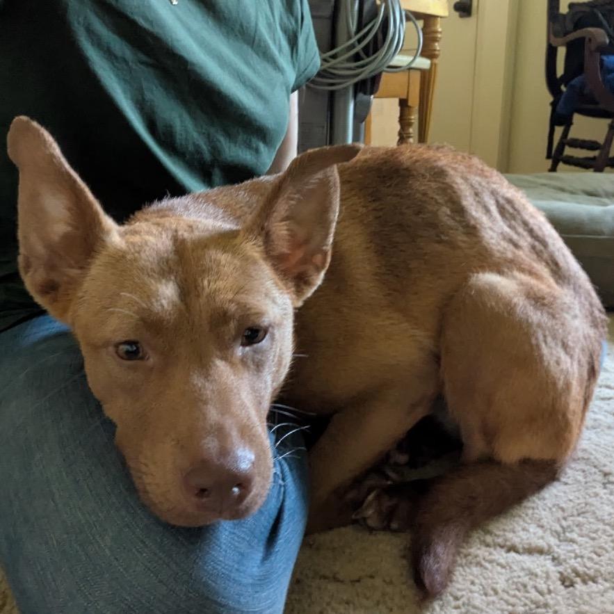 Enlarge Hazel, a Adoptable mixed breed in Avon, OH image 4/5