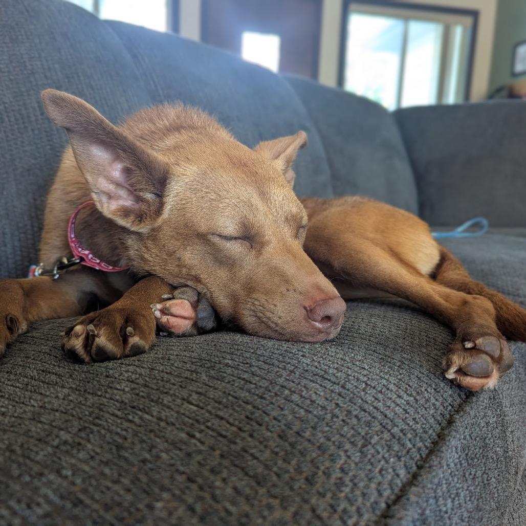 Enlarge Hazel, a Adoptable mixed breed in Avon, OH image 5/5