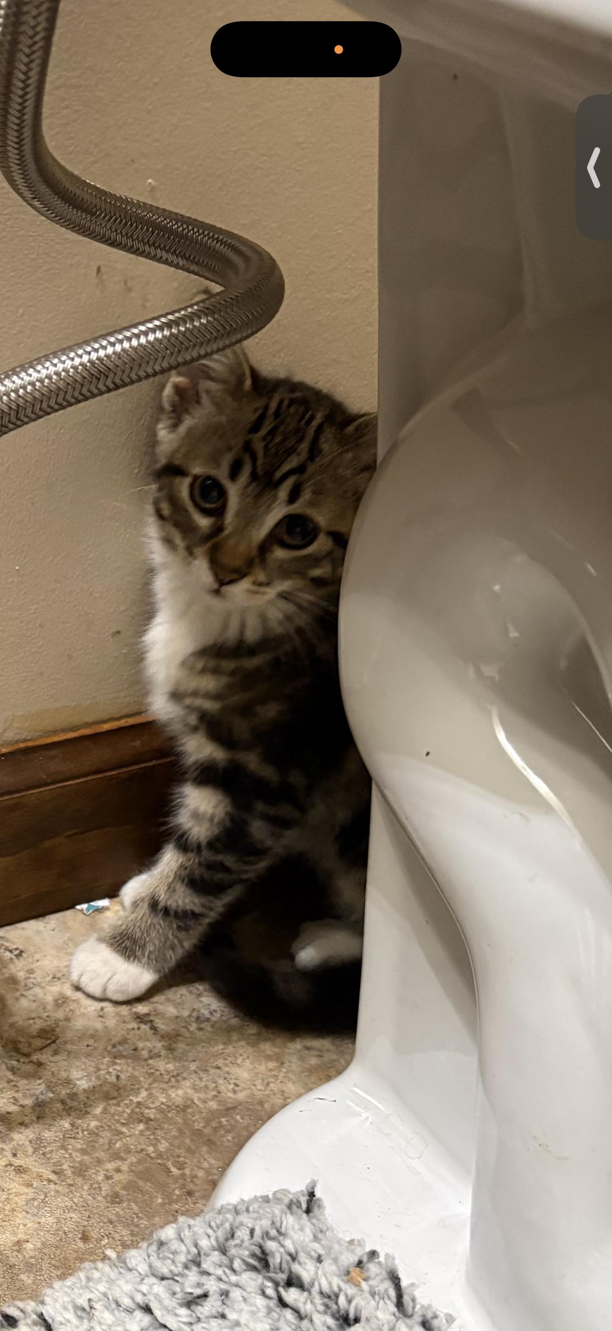 Parmesan, an adopted Domestic Short Hair in Lemont, IL image 4/4