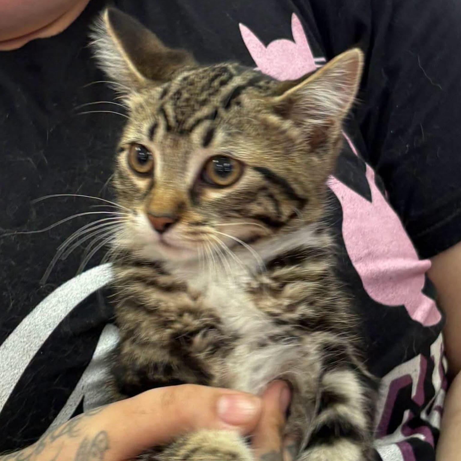 Parmesan, adopted, Young Female Domestic Short Hair.