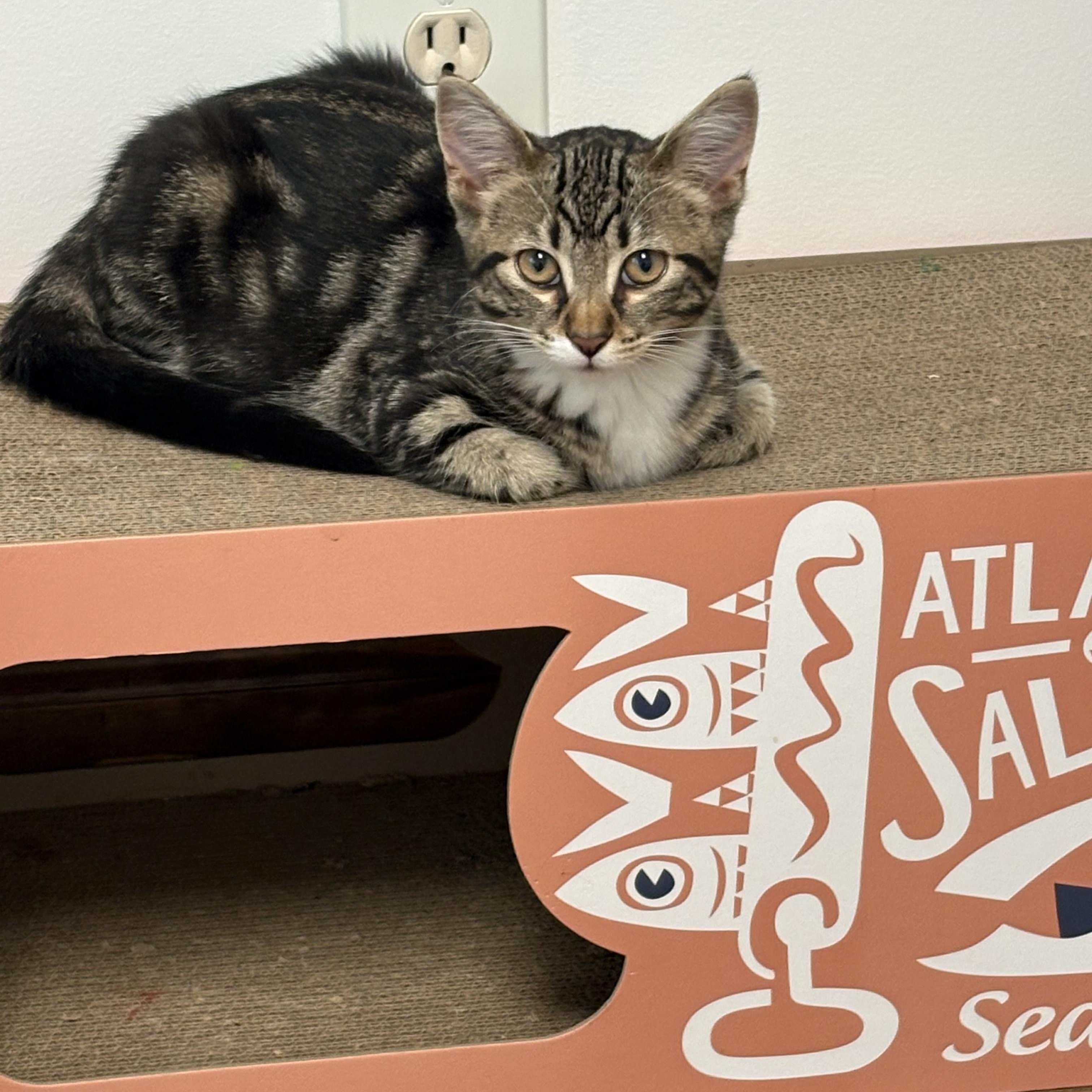 Parmesan, an adopted Domestic Short Hair in Lemont, IL image 3/4