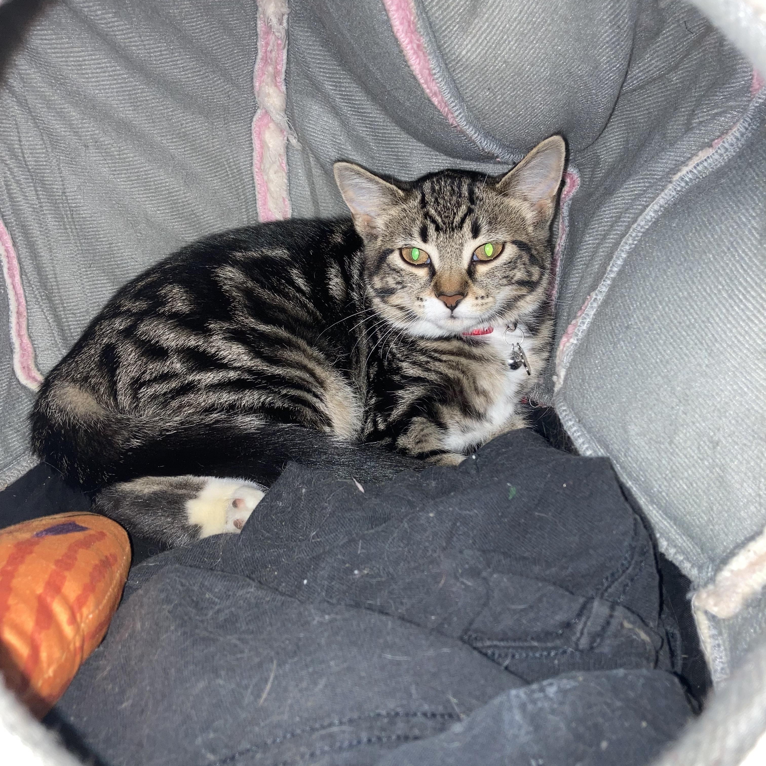 Parmesan, an adopted Domestic Short Hair in Lemont, IL image 2/4