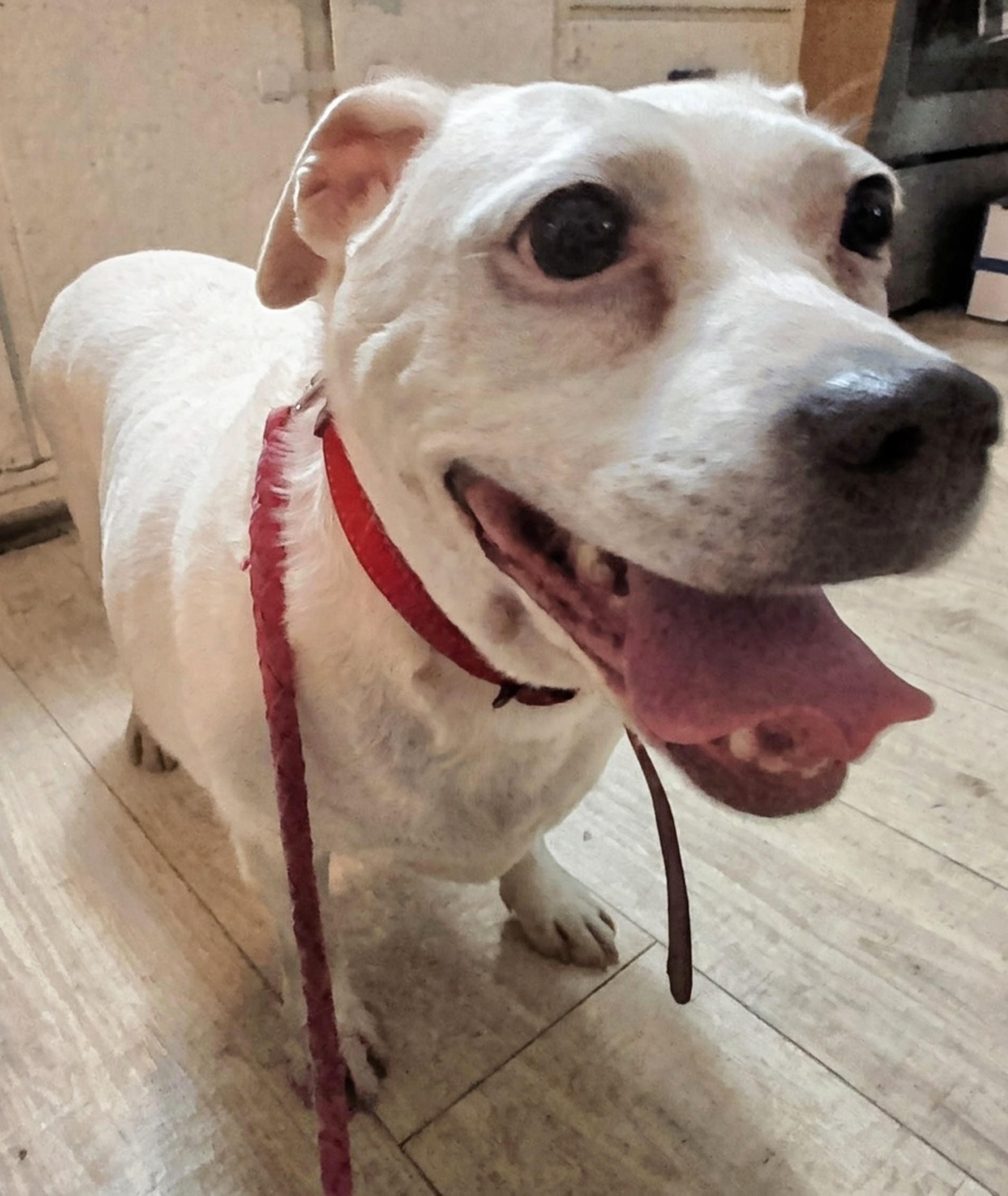 Enlarge Maggie, an adopted mixed breed in Brainerd, MN image 5/6