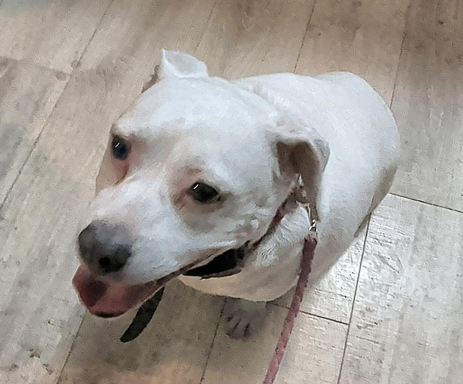 Enlarge Maggie, an adopted mixed breed in Brainerd, MN image 6/6