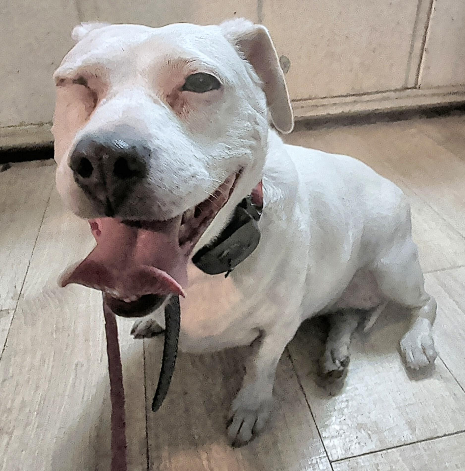 Enlarge Maggie, an adopted mixed breed in Brainerd, MN image 4/6