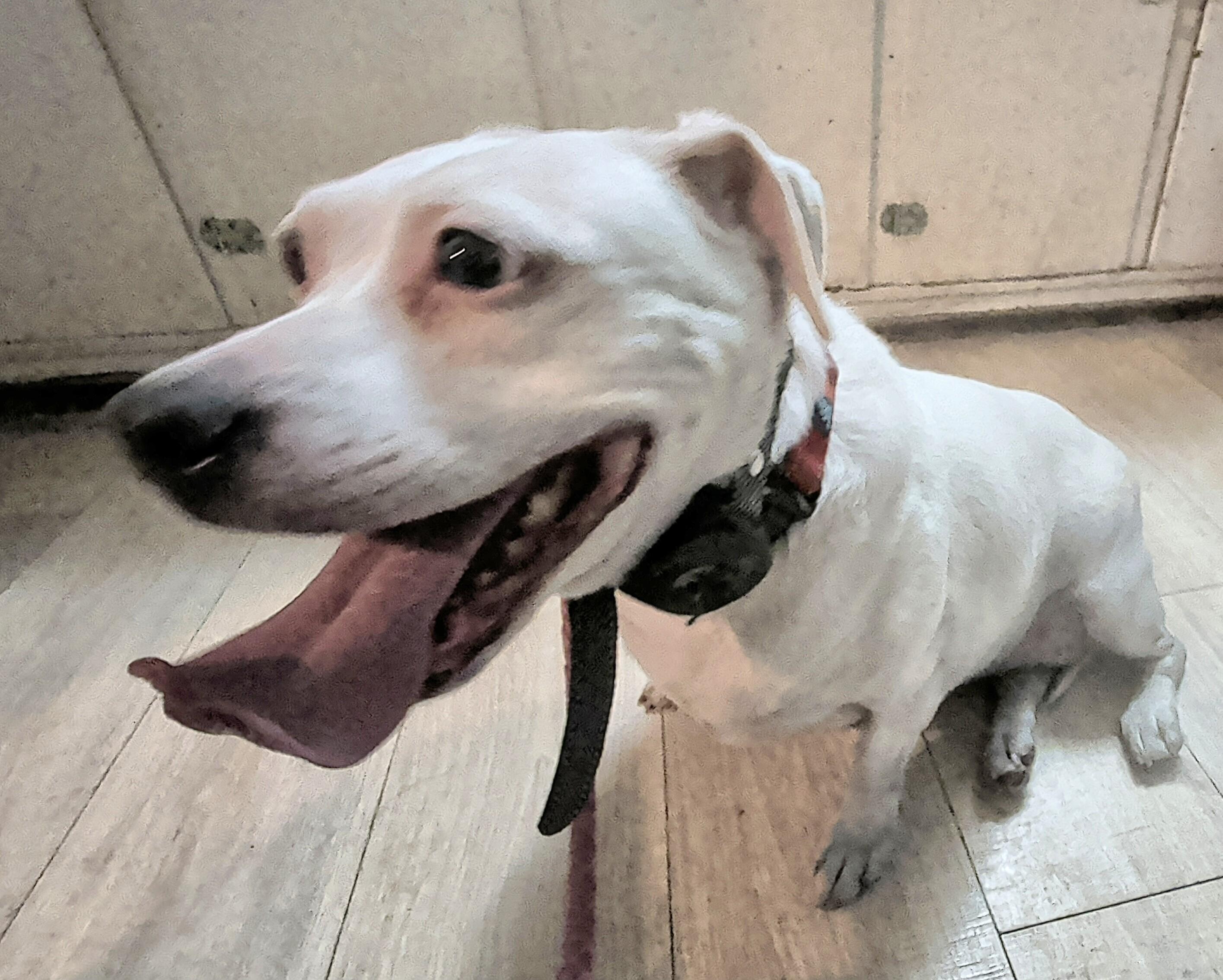 Enlarge Maggie, an adopted mixed breed in Brainerd, MN image 2/6